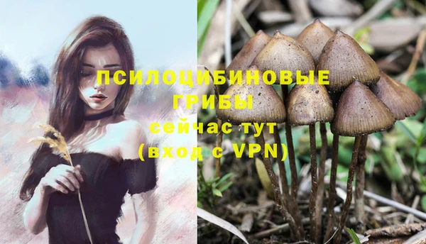 стафф Арсеньев